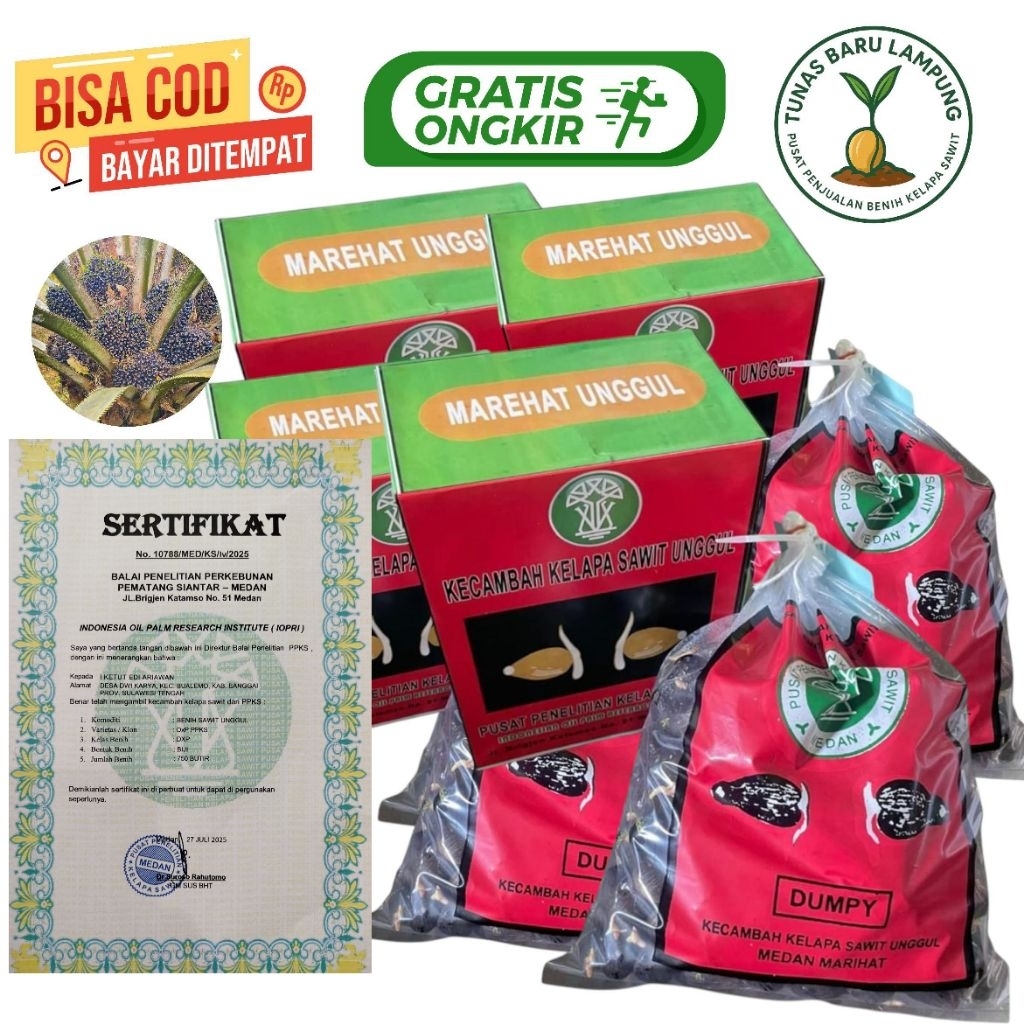 Bibit benih kecambah sawit unggul MAREHAT DUMPY+SERTIFIKAT RESMI isi 250 butir