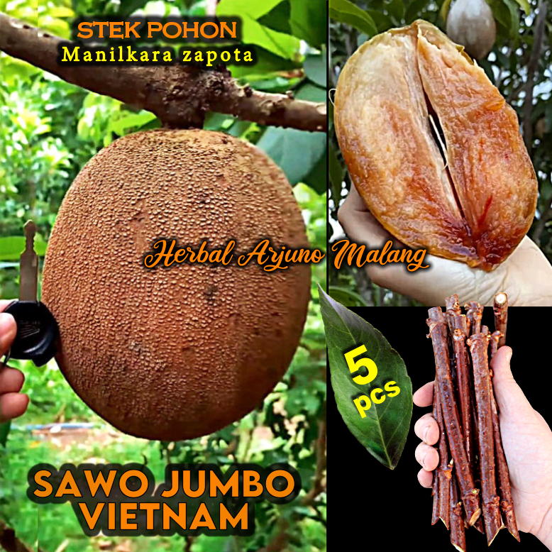 Sawo Vietnam Jumbo Dumbo Stek Batang Tanaman Pohon Buah Varietas Unggul Genjah Manikara Zapota Sapod