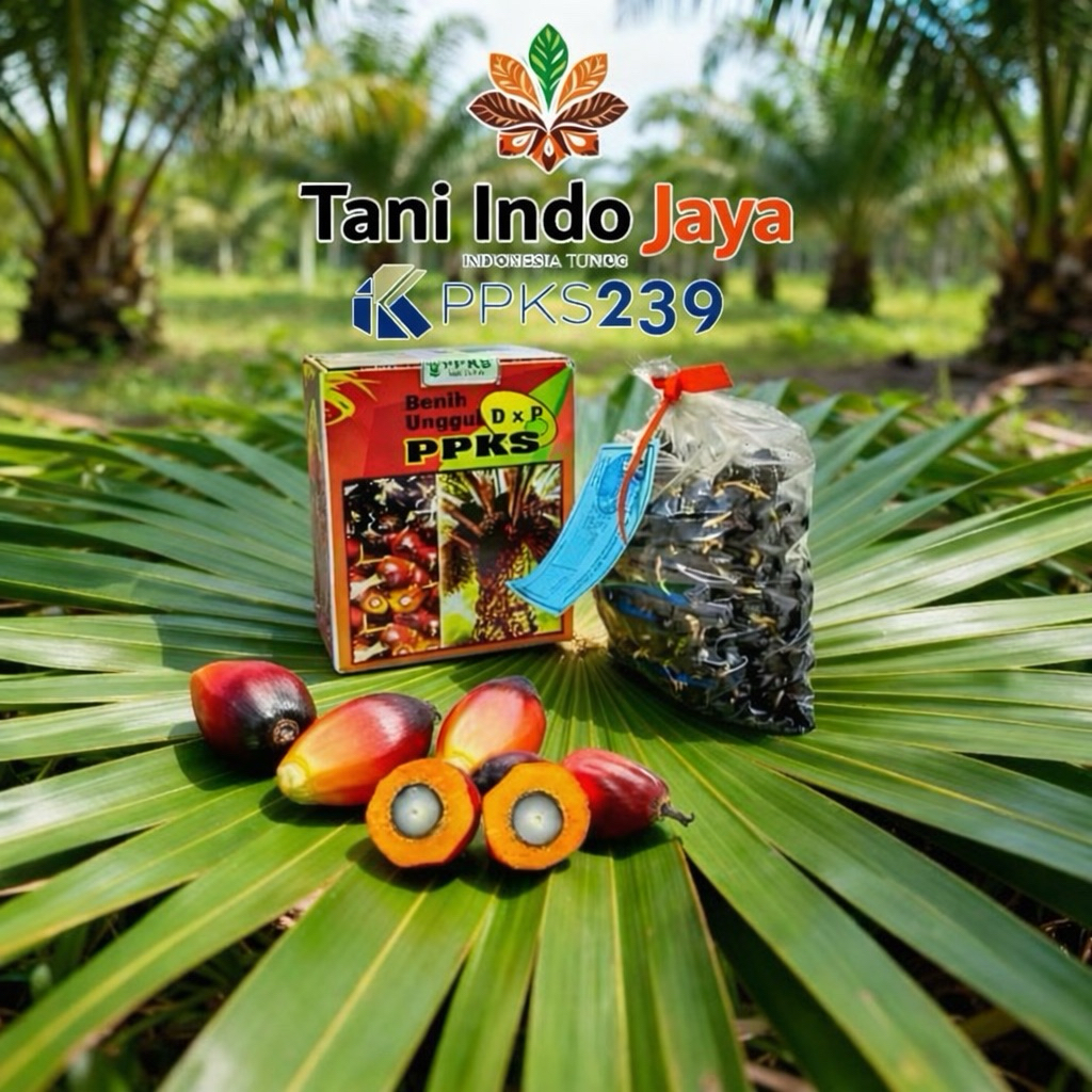 bibit kecambah kelapa sawit ppks239 unggul bersertifikat
