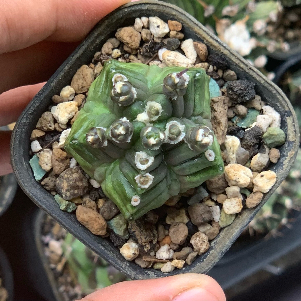 Gymnocalycium kikko gymno id kaktus gymno miha var tanaman hias hidup gurun duri hadiah unik hobby s