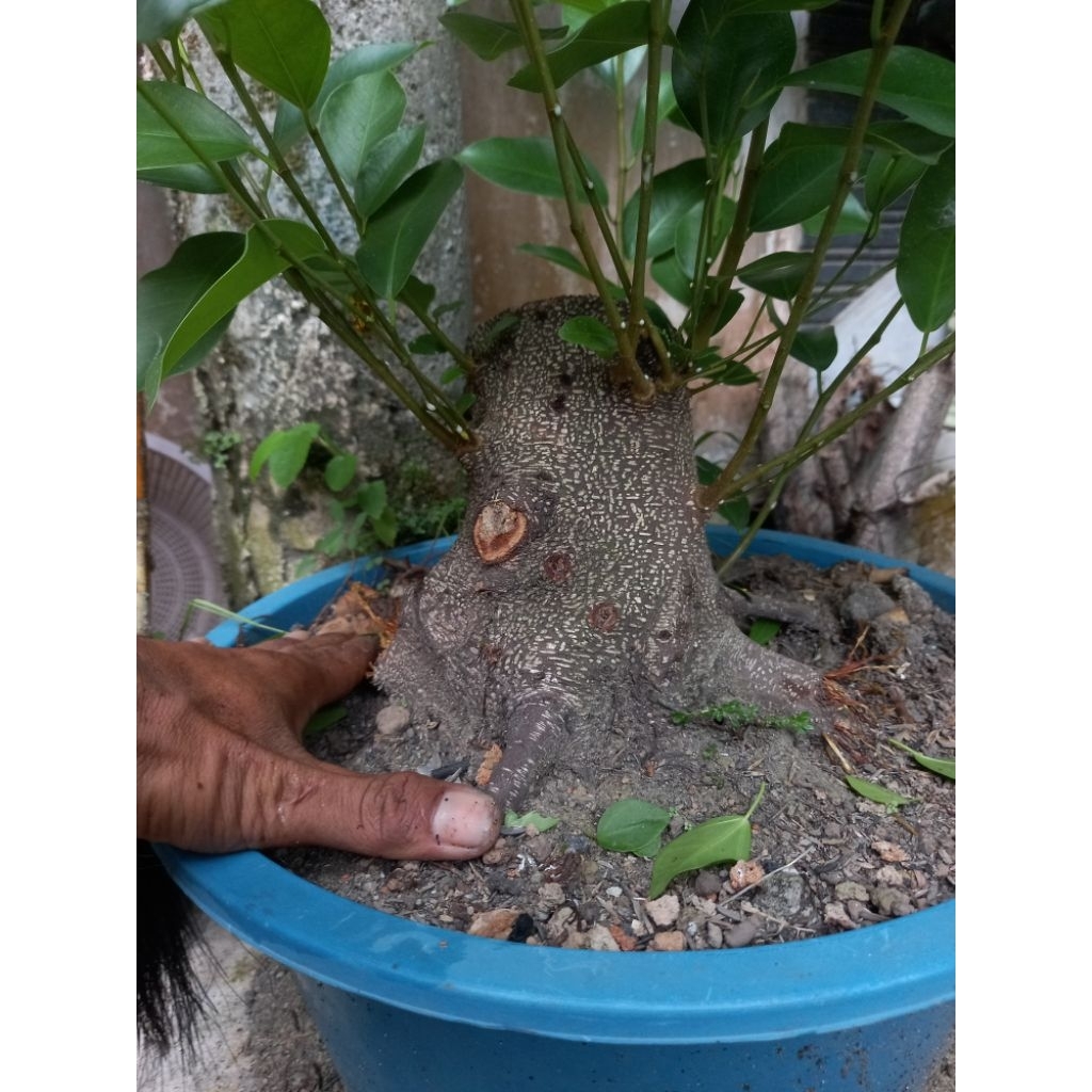 bonggol iprik jumbo sesuai di foto