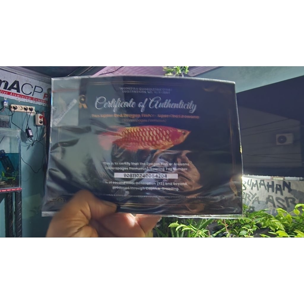 Sertifikat dan Chip Arwana Super Red SR