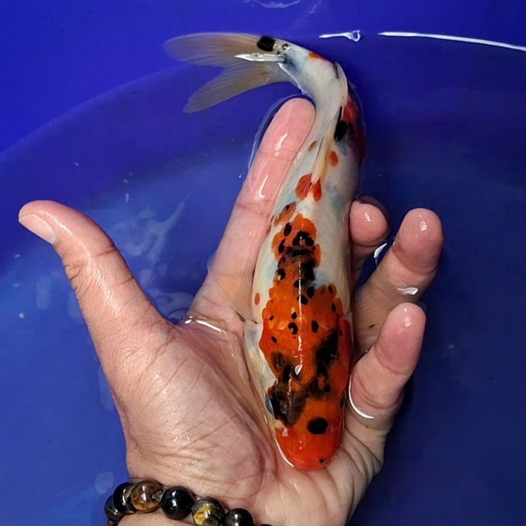 Ikan Koi Blitar Jenis Sanke / Rumah Koi Jakarta / kode 0048