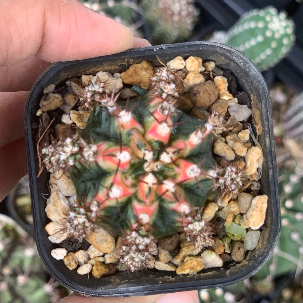 Gymnocalycium multicolor gymno mihanovichi miha kaktus pemula