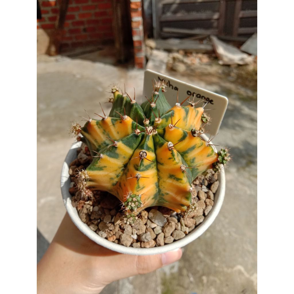 kaktus miha orange besar .