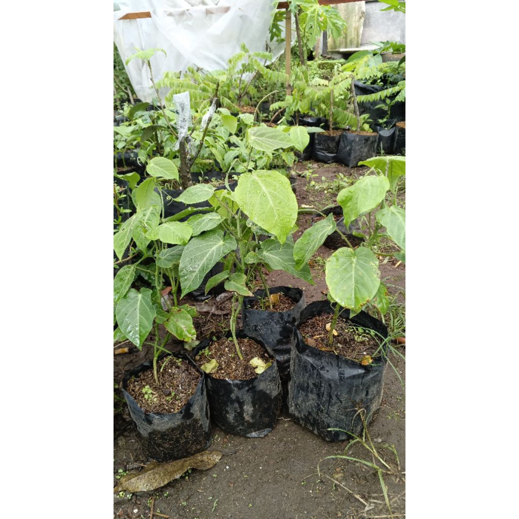 bibit markisa konyal