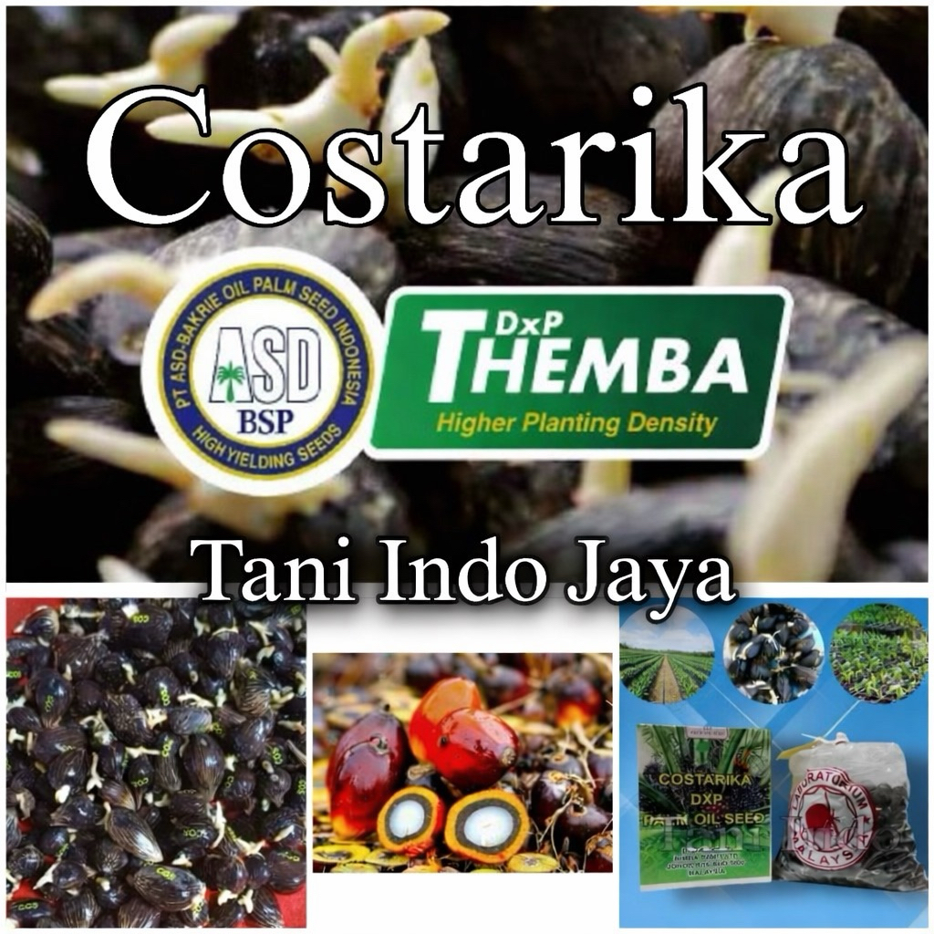 Biji bibit kelapa sawit unggul DXP COSTARIKA bersertifikat (harga tertera harga per 1 butir)