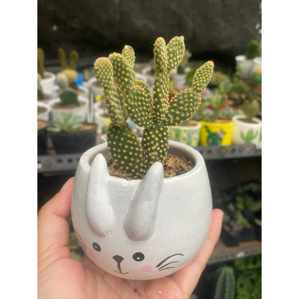 kaktus miki pot bentuk