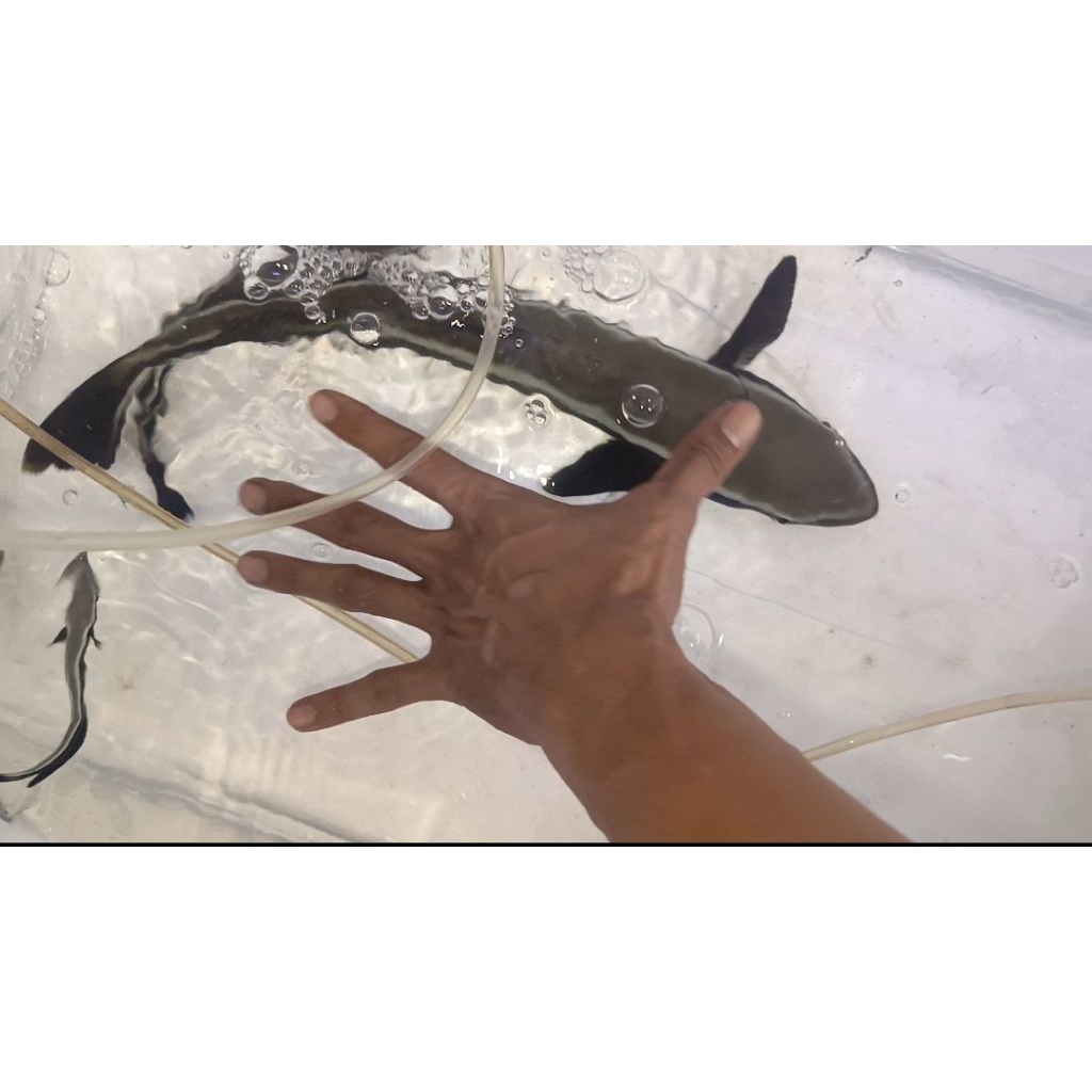 IKAN HIAS LAUT PREDATOR KING COBIA/ GABUS LAUT