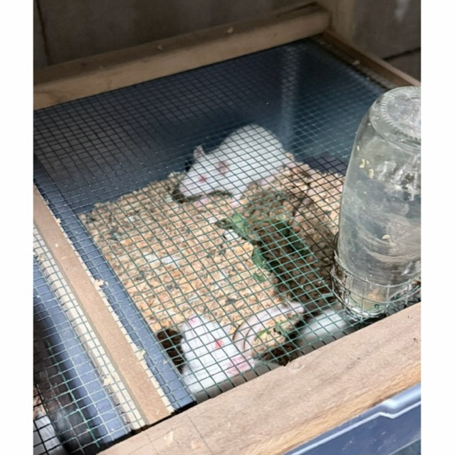 MENCIT MEDIUM PAKAN REPTIL DAN UJI PRAKTIKUM