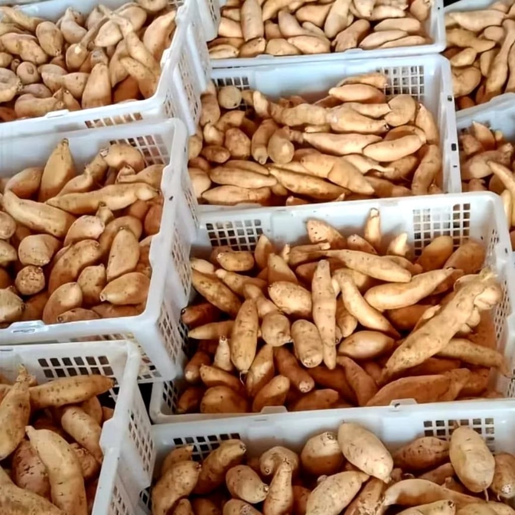 [COD] UBI CILEMBU SUMEDANG MENTAH/UBI MADU CILEMBU SUMEDANG ASLI MANIS LEGIT ENAK