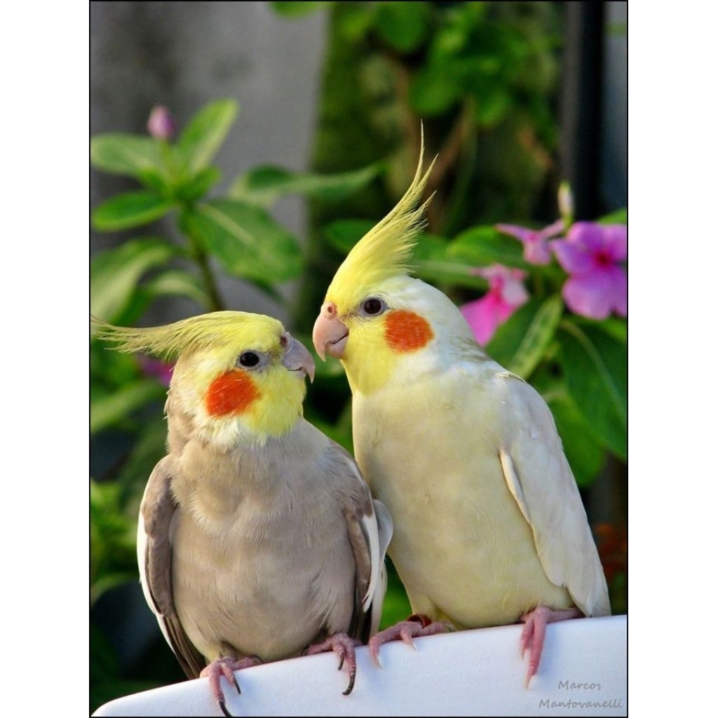 Burung falk/parkit Australia jinak anakan mandiri