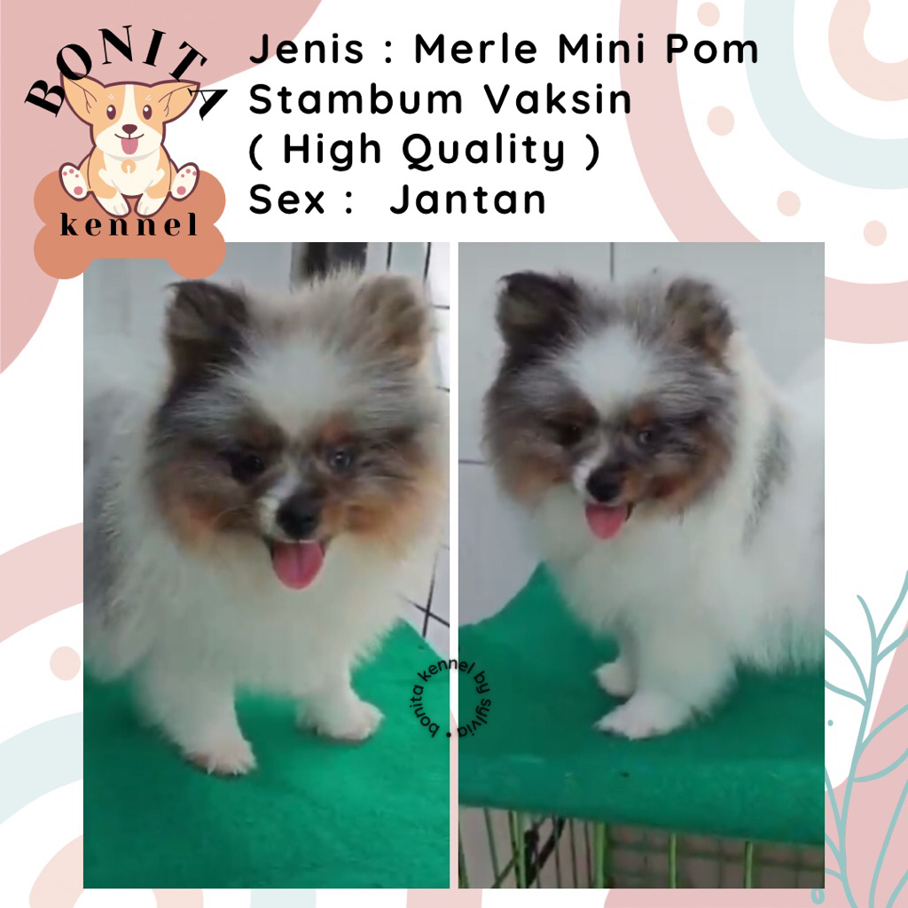 Merle Mini Pom Stambum Jantan Betina Anak Anjing Minipom Putih