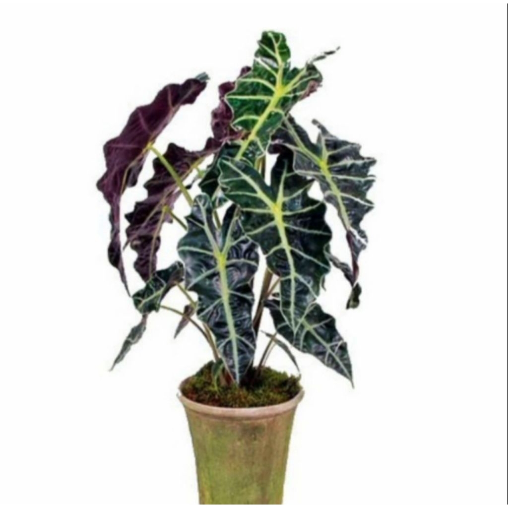 Tanaman Hias Anakan Alokasia Amazonica/Air.Mata Bunda