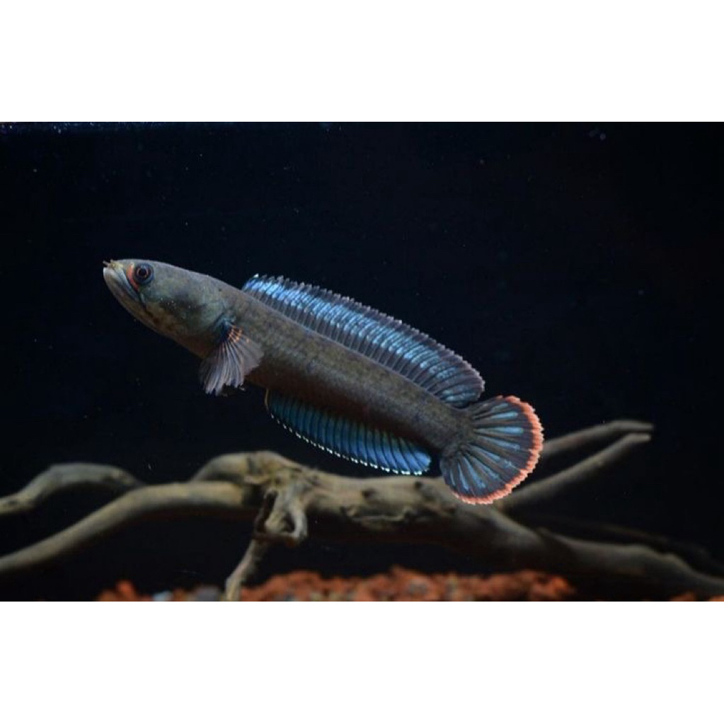 Chana Limbata Bahan Rim Tebal Gondrong + Air ketapang 100% (BERGARANSI)