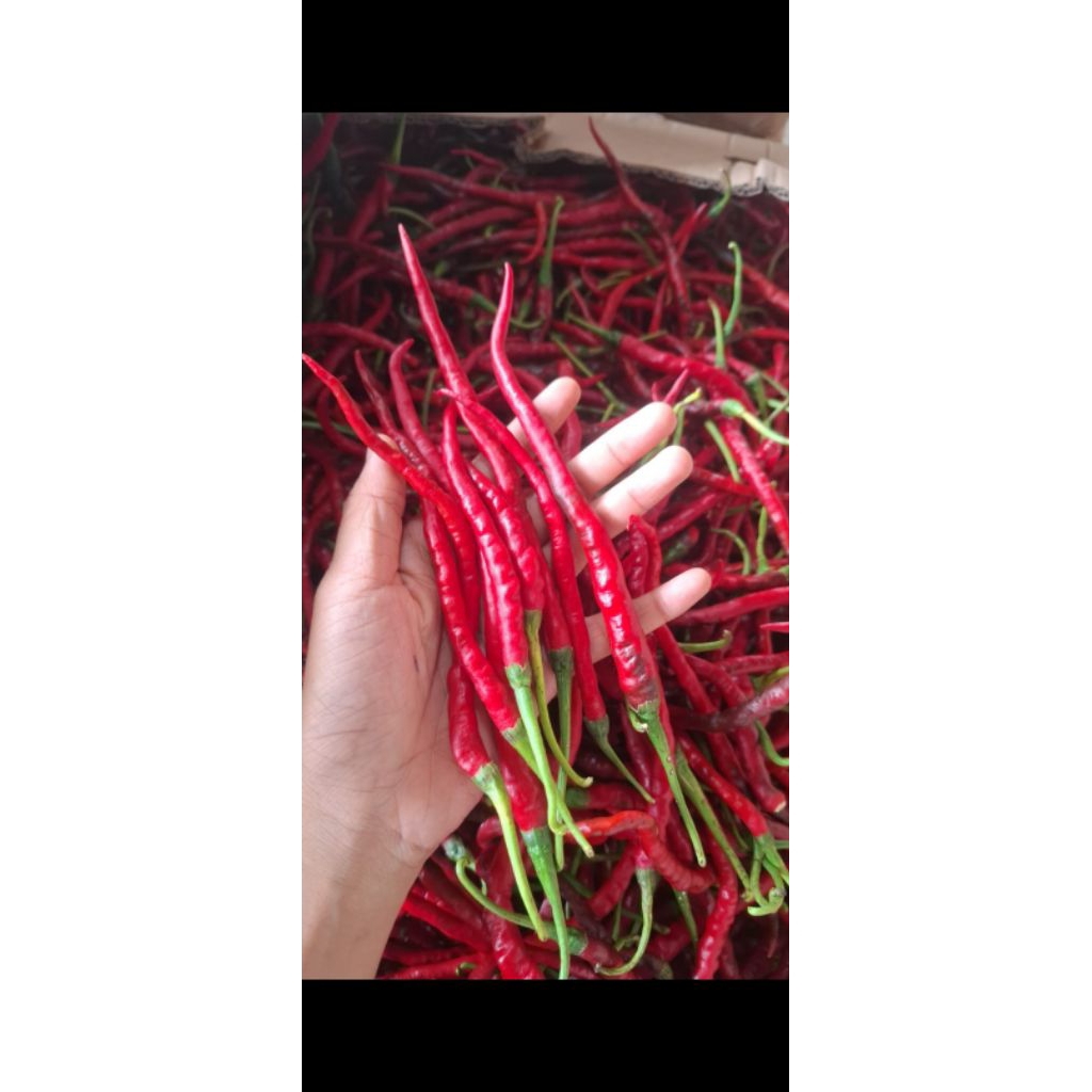 Cabe merah Keriting 1kg