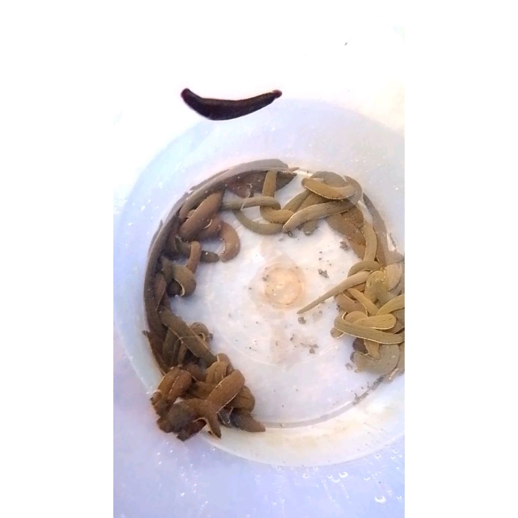 Lintah Terapi Hidup Berkualitas - Ukuran besar dan tanggung besar - TerapiLintah.ID Original