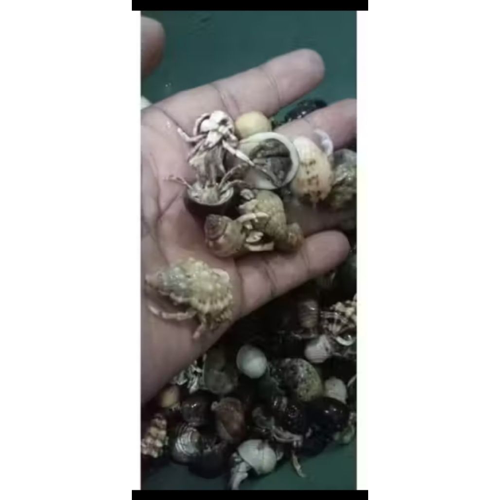 Kelomang 1 kg hidup harga grosir bisa di jual lagi