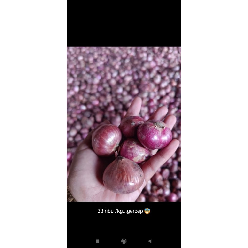 Bawang Merah Probolinggo