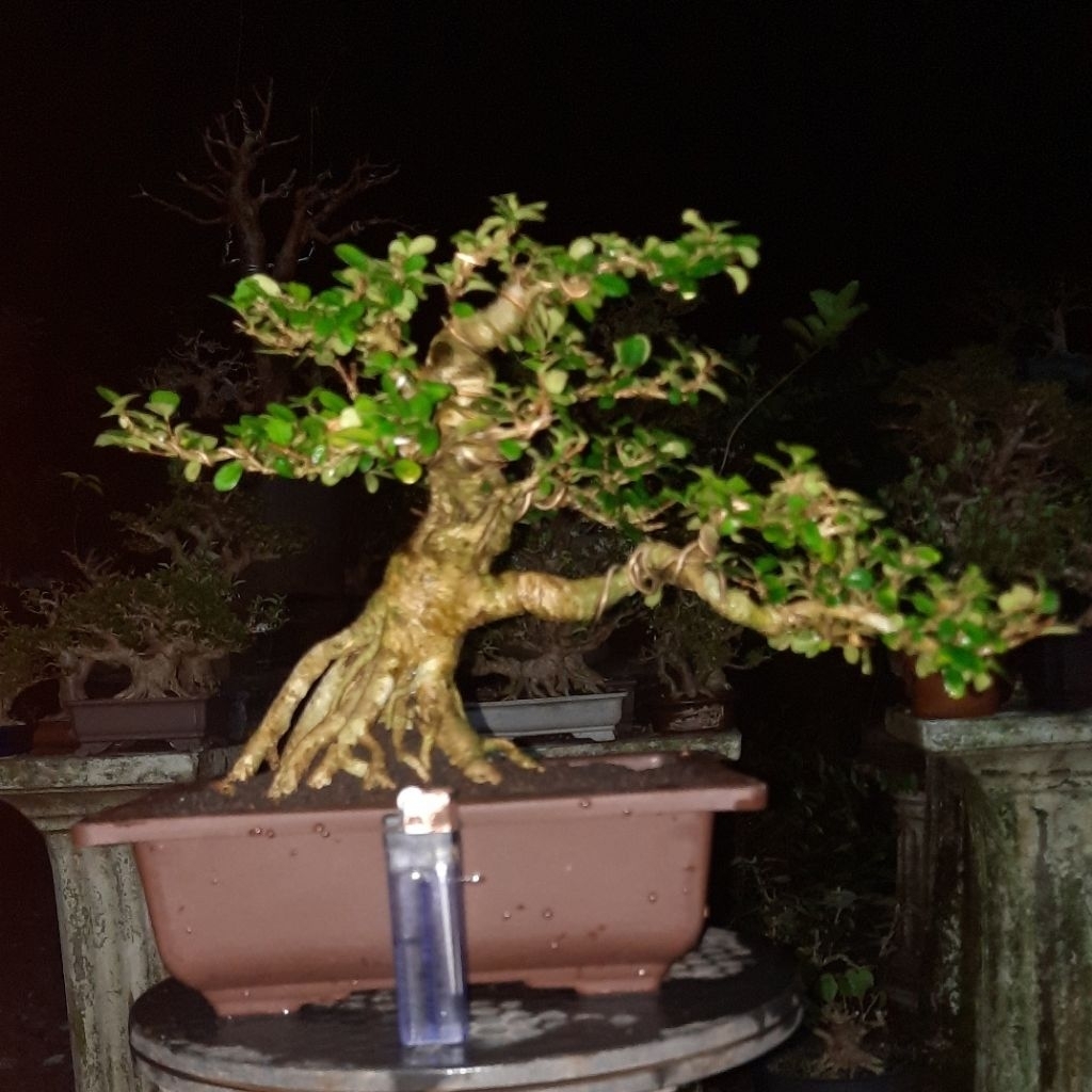 bonsai mirten duri realpict