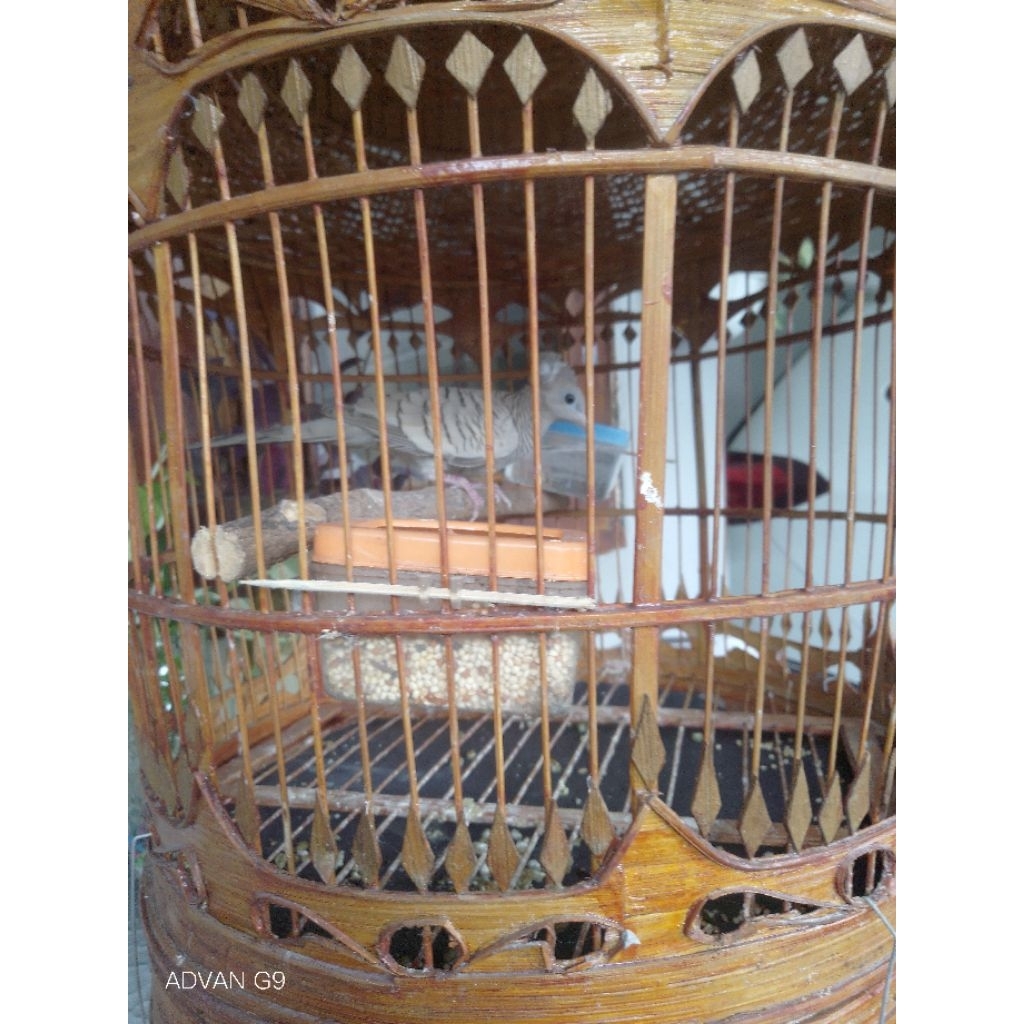 Perkutut Jambul Ratu Kidang Kencono Full Katuranggan Kalung Tempuk Banyumilli UdanMas Megamendung