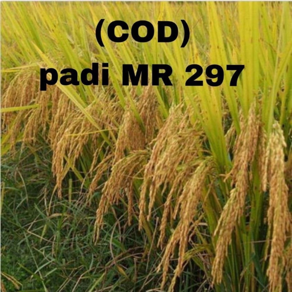 benih padi MR-297