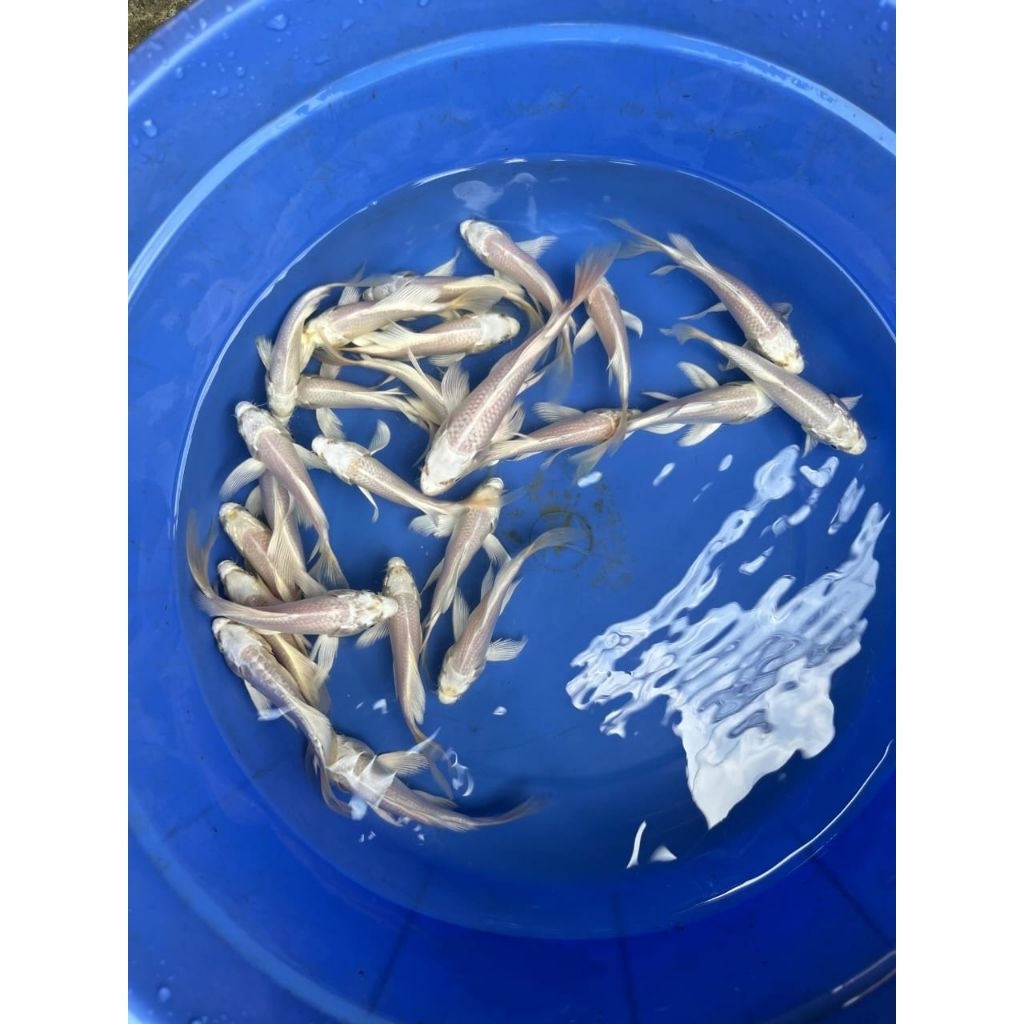 Paket 10 Ekor Koi Platinum Slayer Putih Salju Bergaransi Bisa Cod