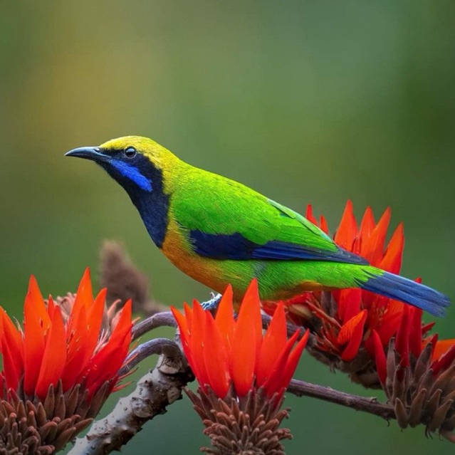 Cucak Cungkok Dewasa Gacor Masteran