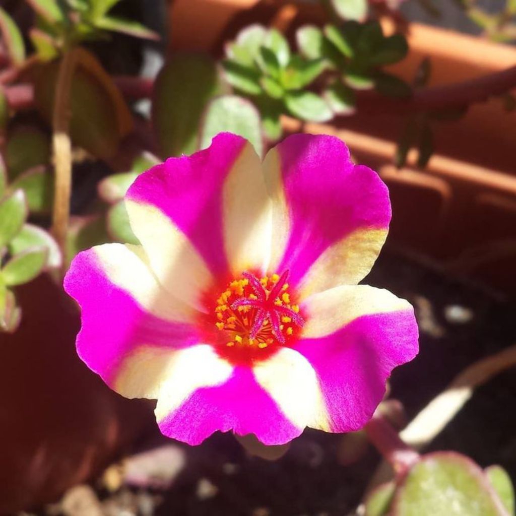 5 Bunga Krokot Jumbo Batik Merah Tanaman Hias Mossrose