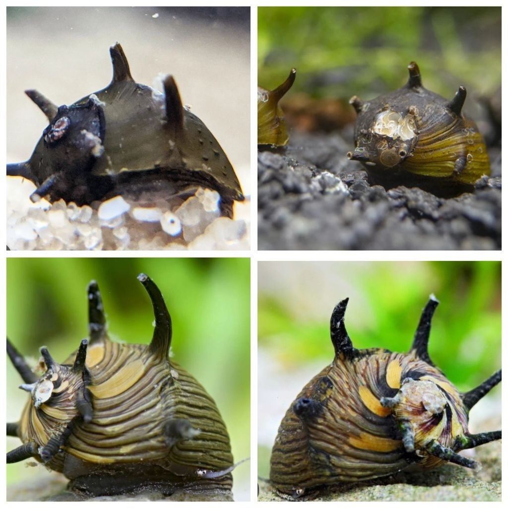 keong Tanduk pembersih lumut,alga(aquarium,aquascape)