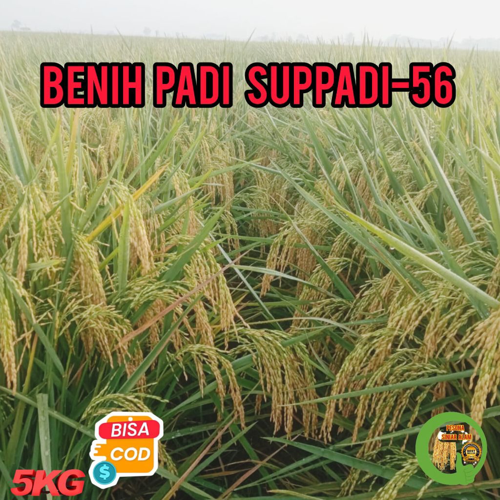 Bibit Padi Suppadi-56 (5Kg) Kualitas Super Hasil Panen Melimpah