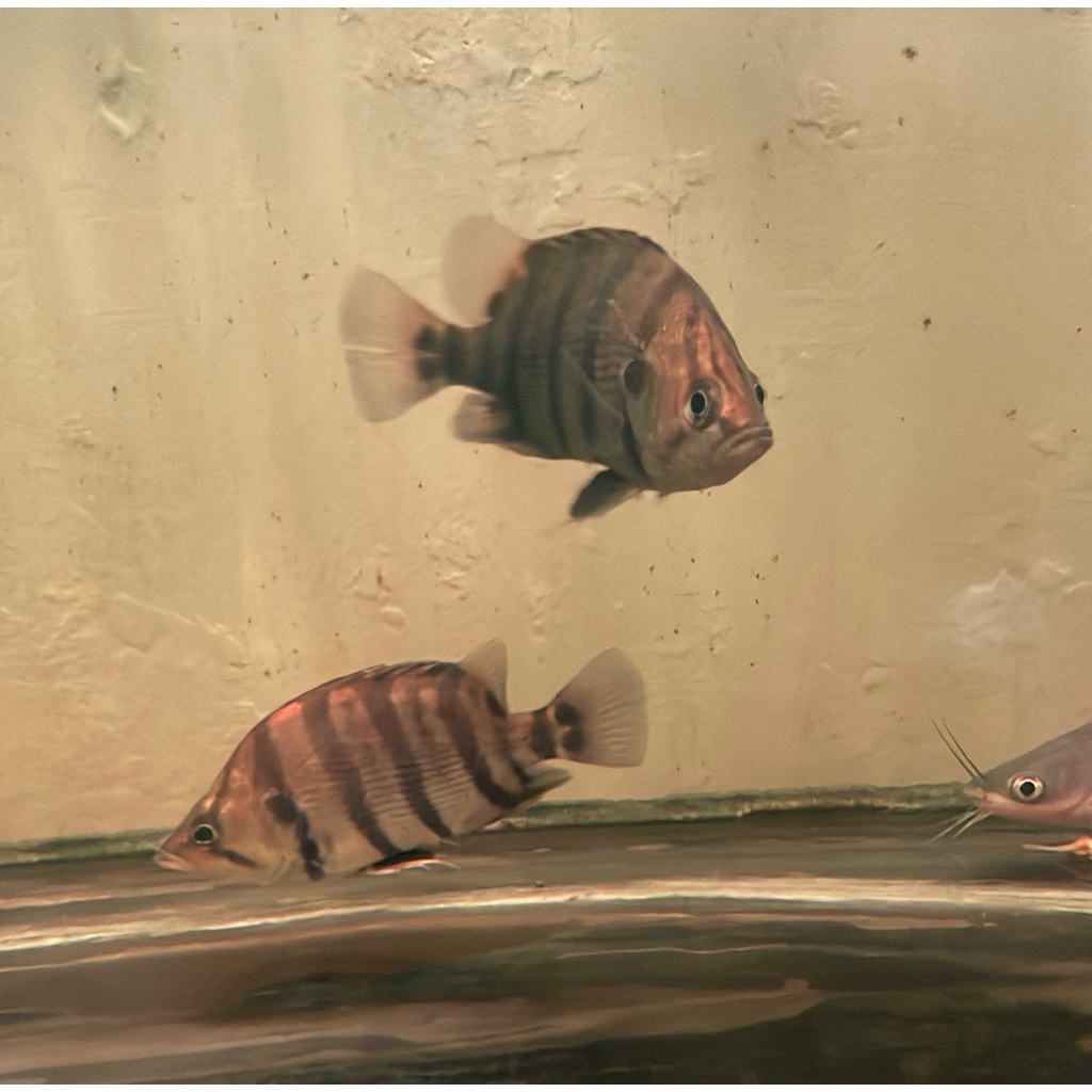 ikan Datz Silver (Silver Datz)