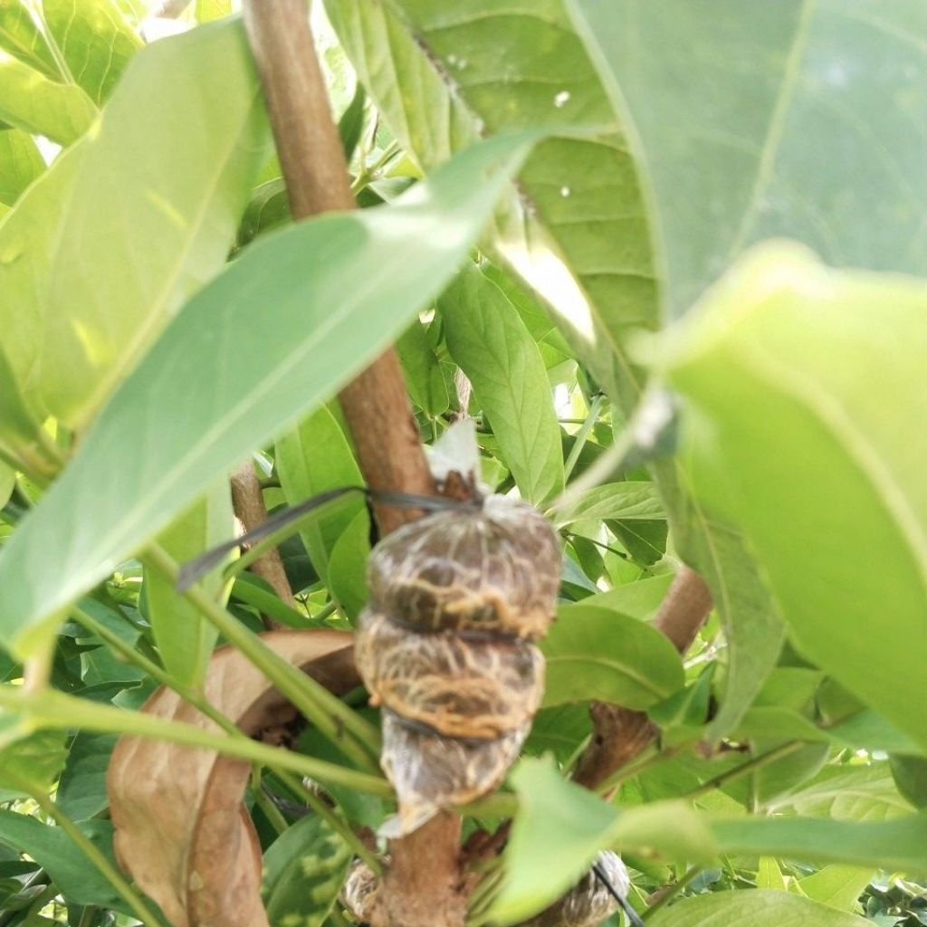 potong cangkok jambu cincalo tebu