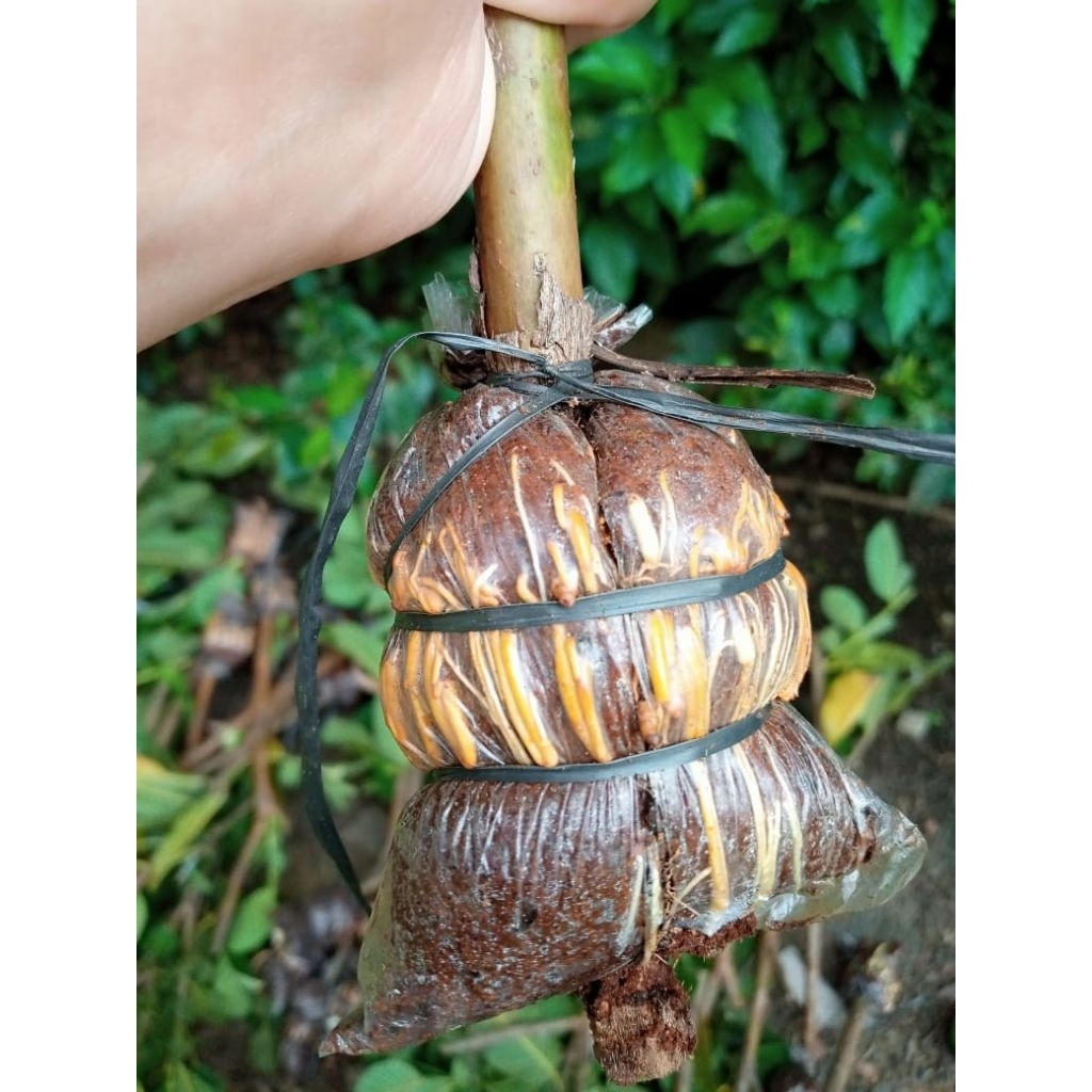 potong cangkok jambu getas merah (jambu juss)