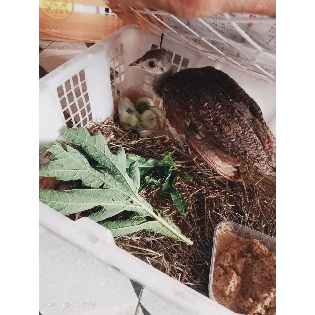 Anak merak biru (India)