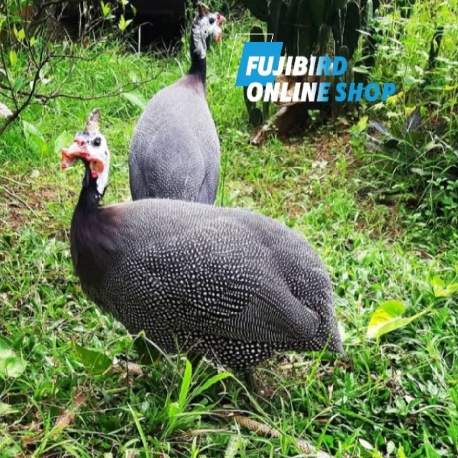 AYAM MUTIARA AYAM HIAS DEWASA SEPASANG AVIARY