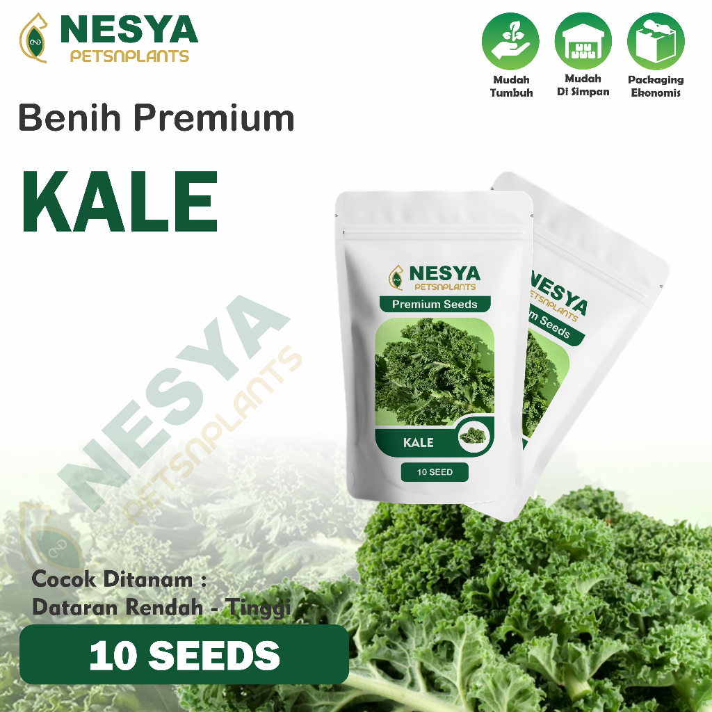 10 Biji Benih Kale Sayuran Daun Kale Leoni