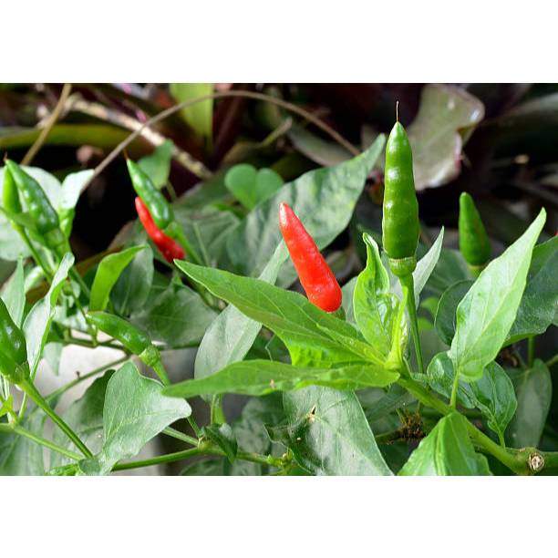 SEMAI SUBUR BENIH CABAI RAWIT VIRAL