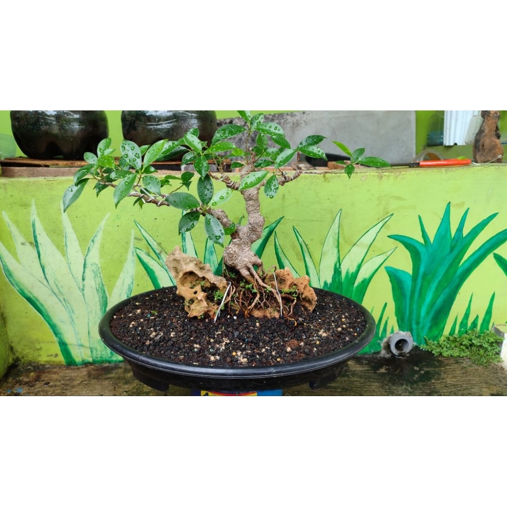 bonsai beringin kimeng on the rock