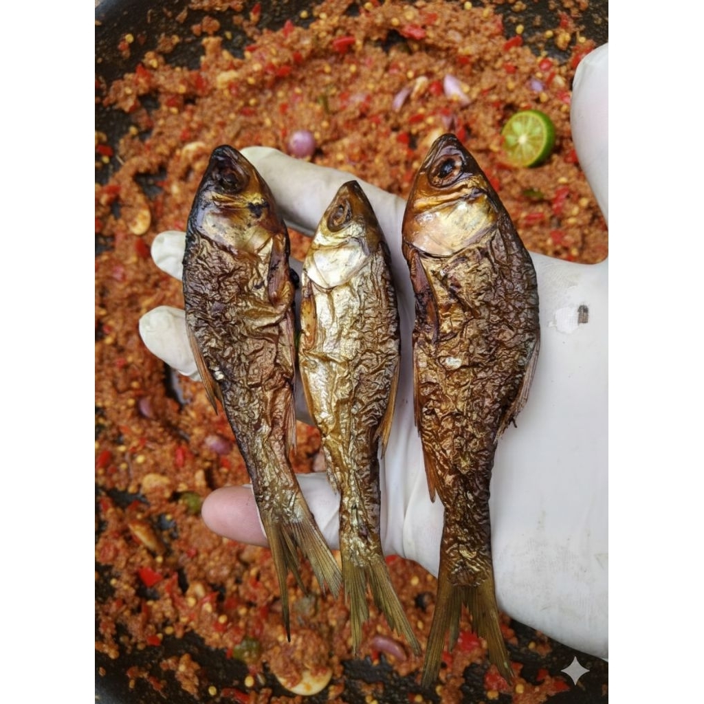 IKAN SALAI MOTAN UKURAN SEDANG