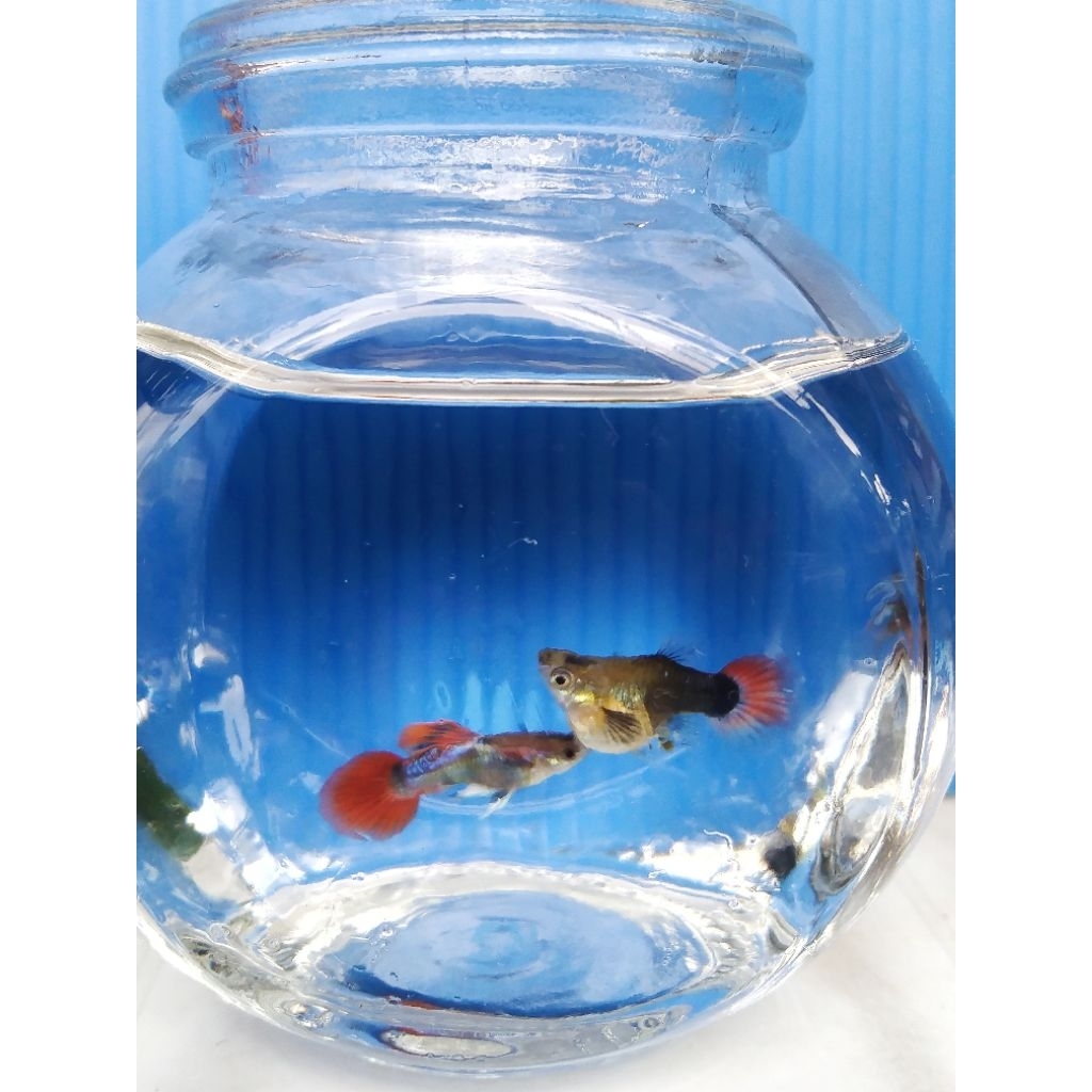 ikan guppy tuxedo red koi {Paket hemat 1 Pasang}