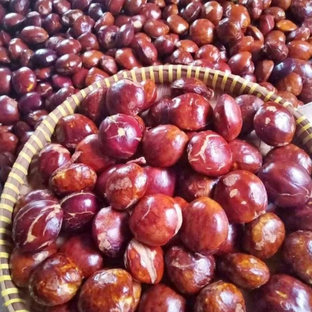 Jengkol Tua Mentah Segar 1 kg - Pulen, Berkualitas, Siap Masak