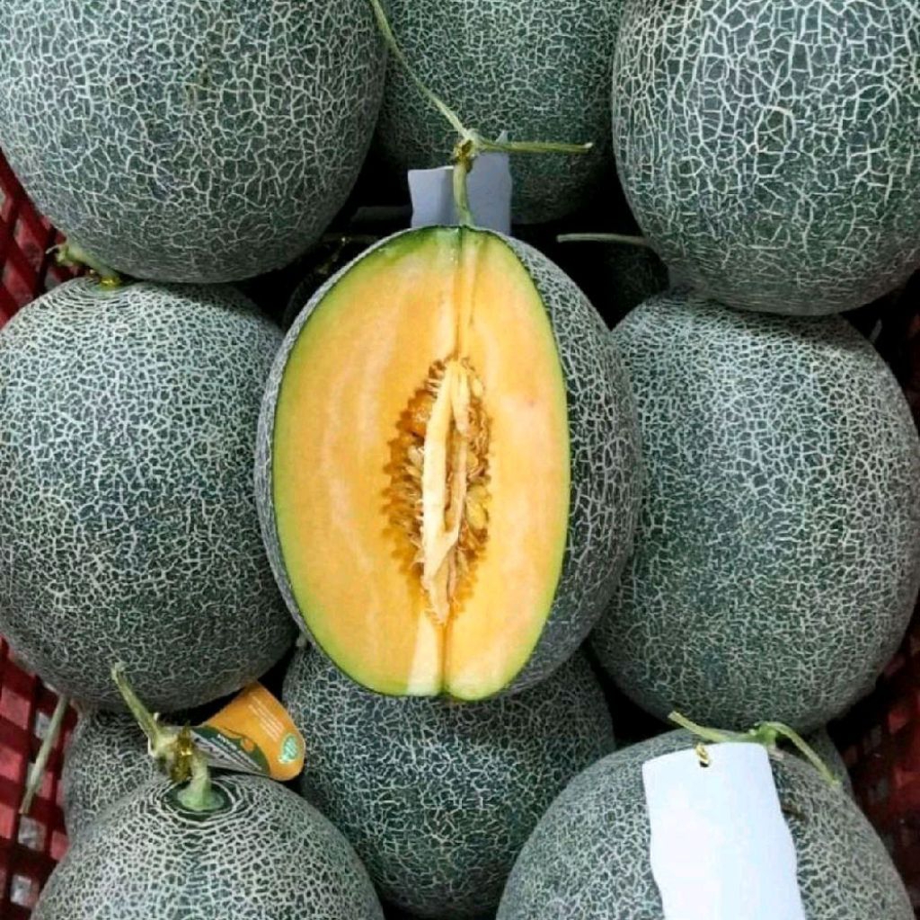 Buah melon golden aroma manis melon lokal super sweet 1 pcs -+1,8 kg