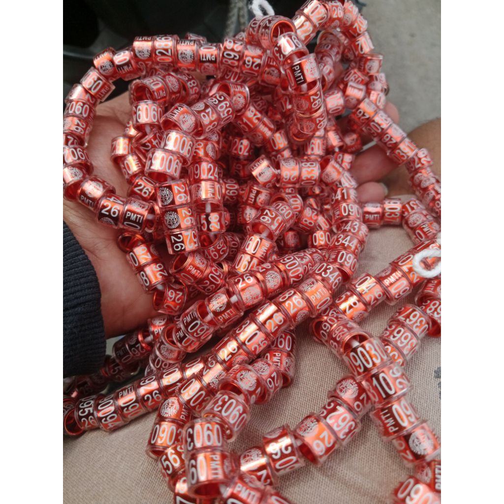 Ring PMTI 2026 Original Ring Merpati Kolong Meja Asli Dari Pusat Nomer Seri Terdaftar