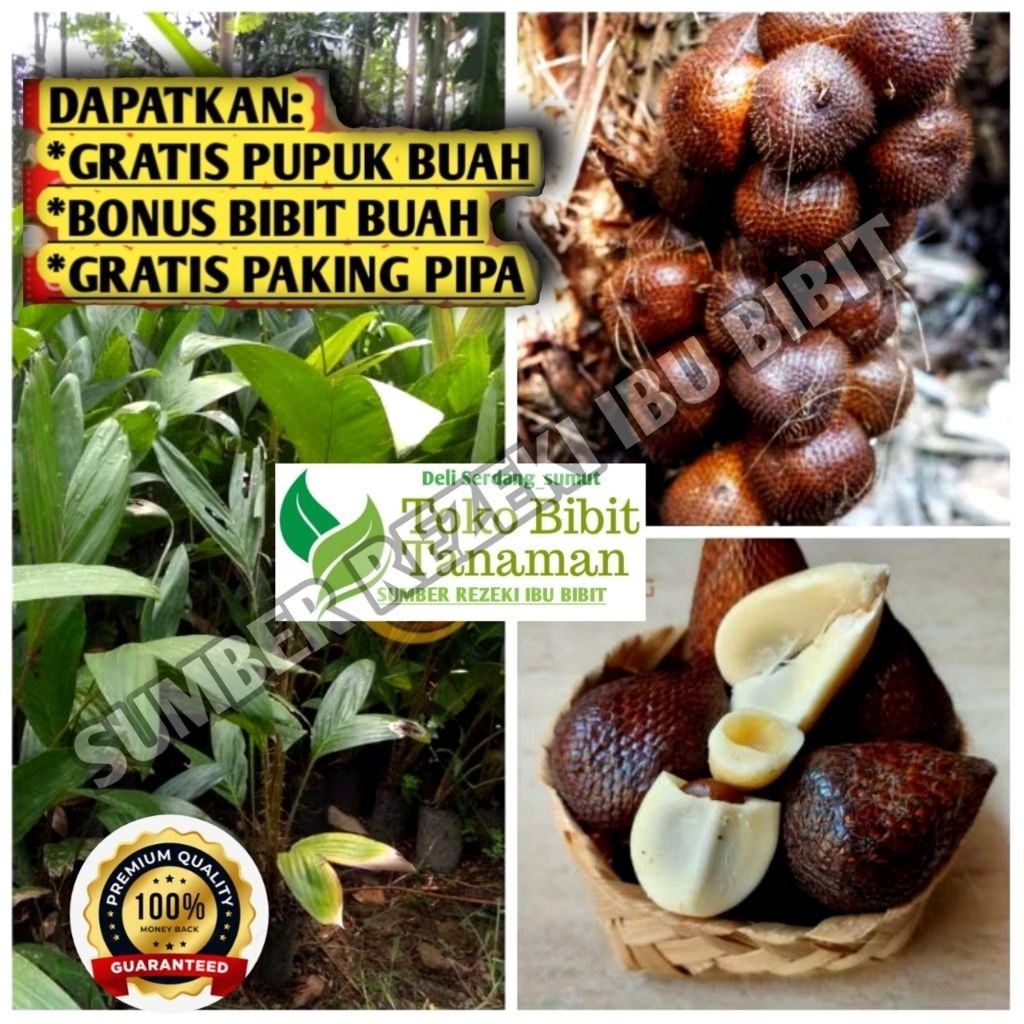 BIBIT TANAMAN SALAK PONDOH MADU SUPER(beli10bonus1)