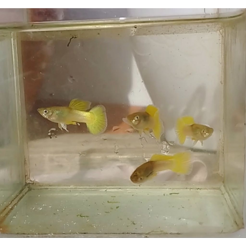 Sepasang Yellow Pingu guppy