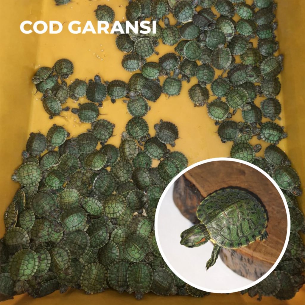 mainan anak-anak kura-kura Brazilian size 3-5cm