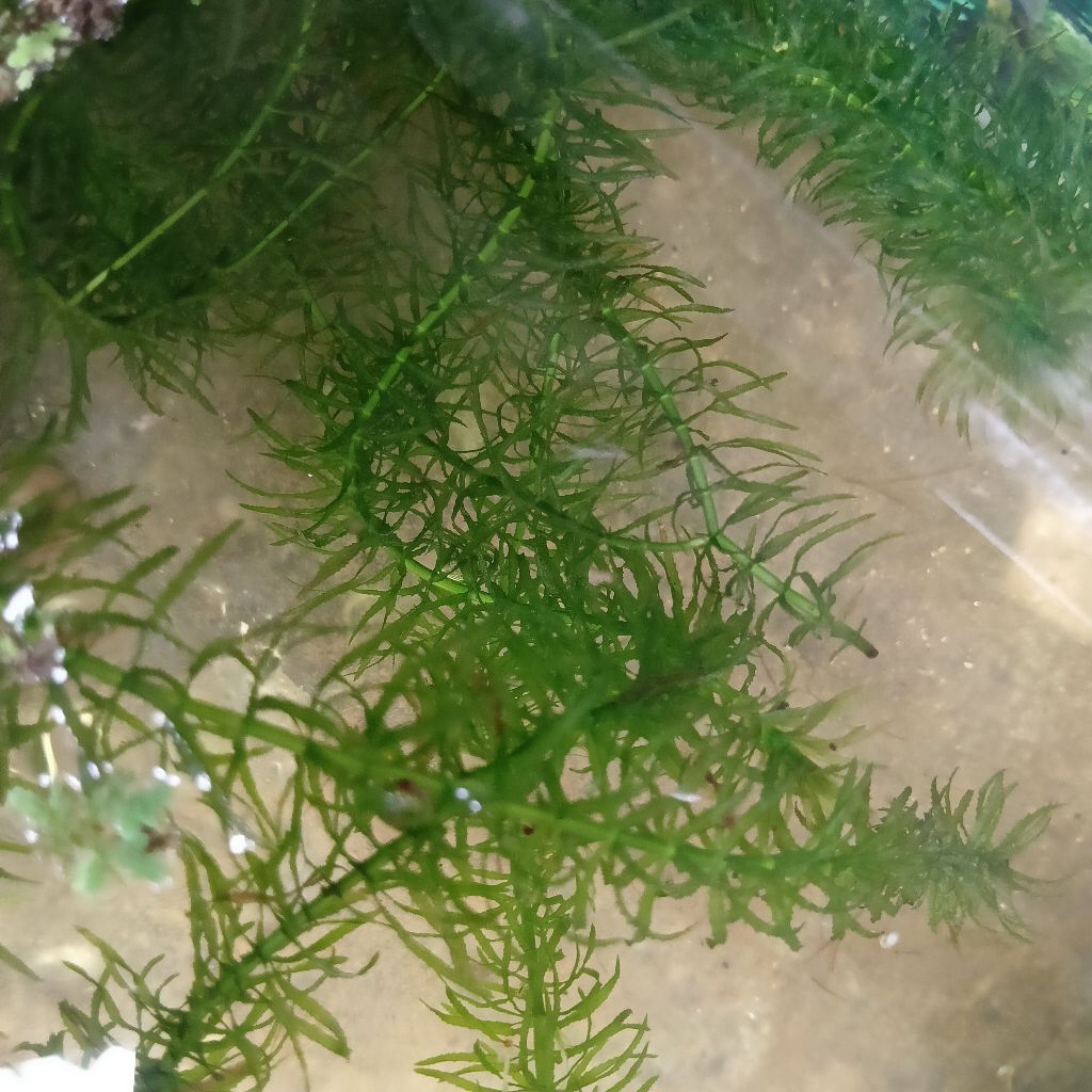 Tanaman Air Hiasan Aquarium Mudah Hidup Rumput Ganggang Air