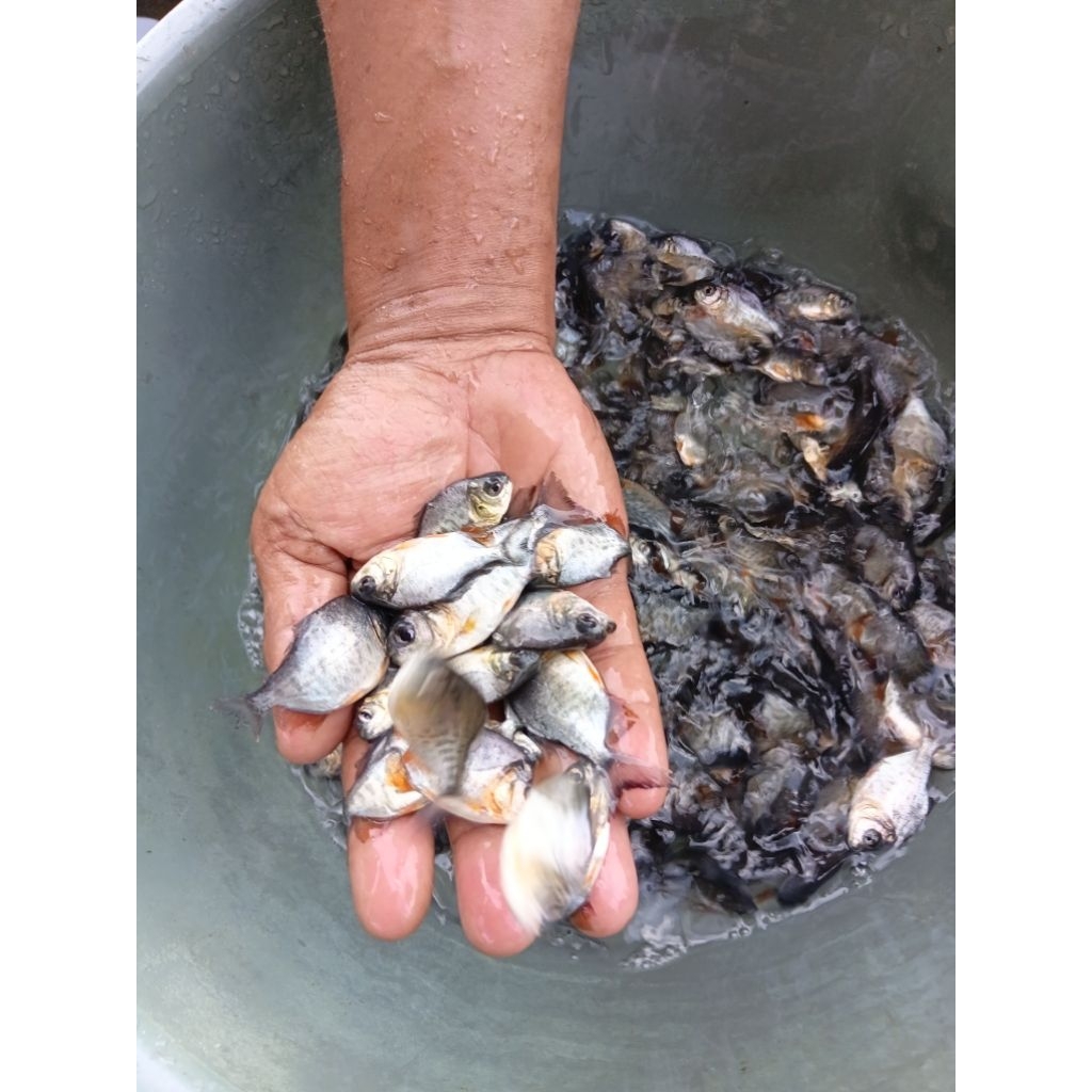 benih ikan bawal air tawar tasik