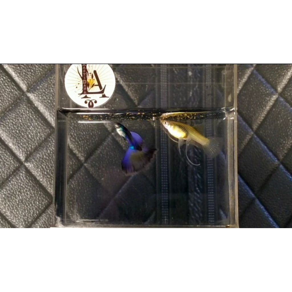 GUPPY BLUE MOSCOW RIBBON